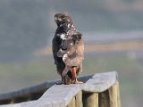 vleivalk kyk vir my : frieda